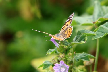 bir kelebek bir orman glade yüksek çim oturur 