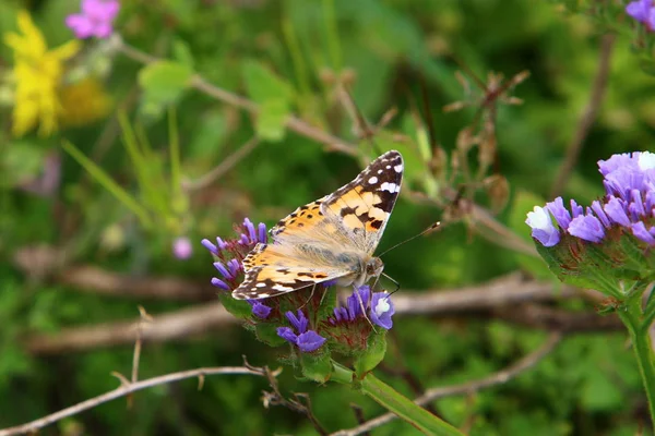 Una Mariposa Sienta Claro Bosque Hierba Alta — Foto de Stock