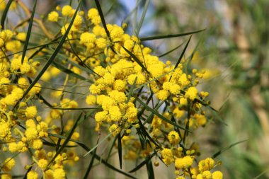 Mimoza blooms Kuzey İsrail şehir parkında 