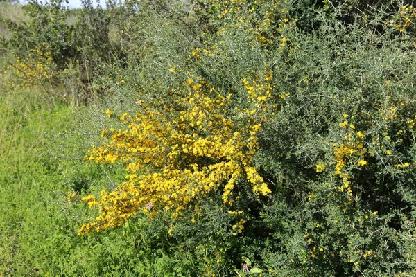 Mimosa Blooms City Park Northern Israel — Stock Photo, Image