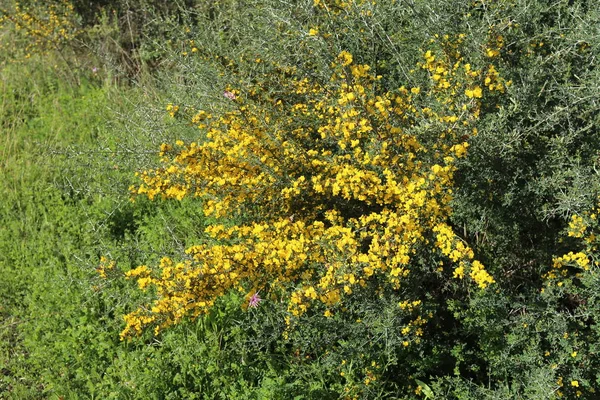 Mimoza blooms Kuzey İsrail şehir parkında 