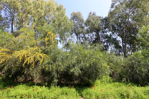 Mimoza Blooms Kuzey Srail Şehir Parkında — Stok fotoğraf