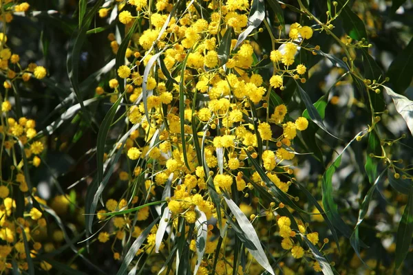 Mimosa Floresce Parque Cidade Norte Israel — Fotografia de Stock