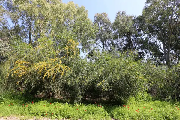 Mimoza Blooms Kuzey Srail Şehir Parkında — Stok fotoğraf