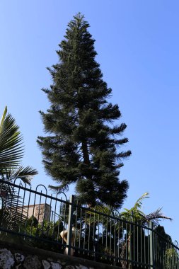 çit - çit İsrail bir açık şehir parkında 