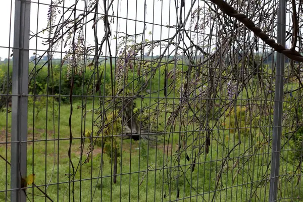 Забор Забор Открытом Городском Парке Израиля — стоковое фото