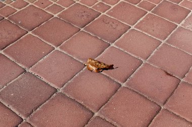 Kaldırım sokak şehir iki tarafında bulunan bir yaya geçit olduğunu. 