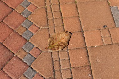 Kaldırım sokak şehir iki tarafında bulunan bir yaya geçit olduğunu. 