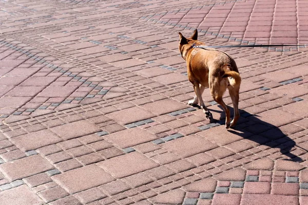 Pavimento Una Pasarela Peatonal Situada Los Lados Calle Ciudad —  Fotos de Stock