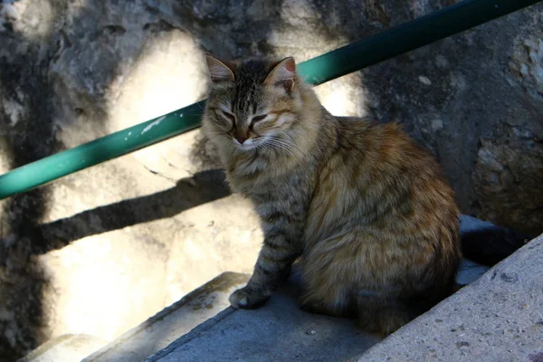 Chat Est Ami Animal Compagnie Homme — Photo