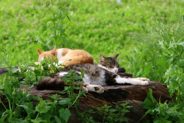 kedi adam evde beslenen hayvan dostumuz 