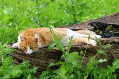 kedi adam evde beslenen hayvan dostumuz 