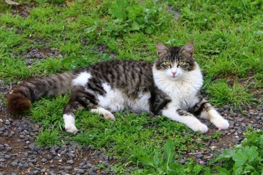 kedi adam evde beslenen hayvan dostumuz 