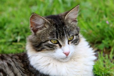 kedi adam evde beslenen hayvan dostumuz 