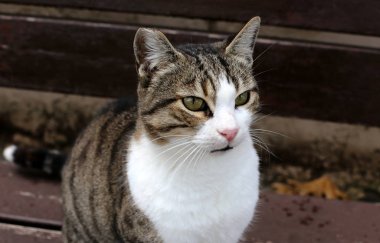 kedi adam evde beslenen hayvan dostumuz 