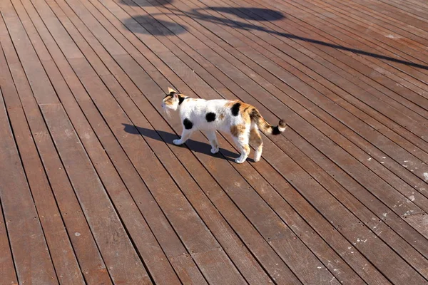 Gatto Amico Dell Uomo — Foto Stock