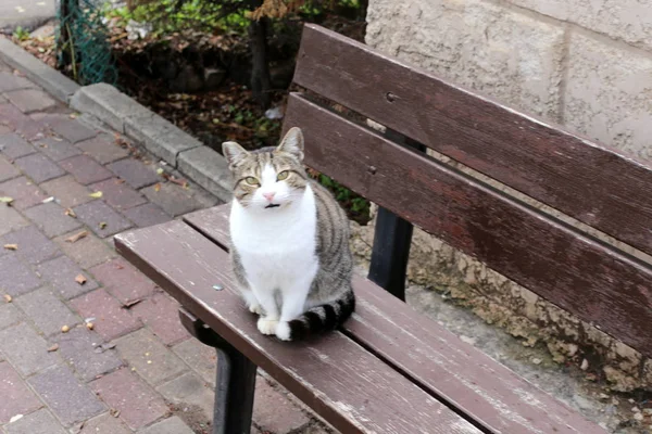 Die Katze Ist Ein Freund Des Menschen — Stockfoto