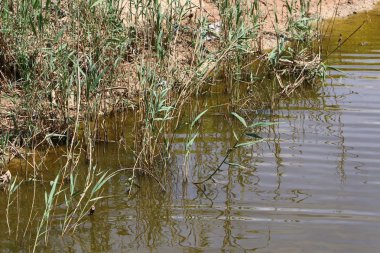 Kuzey İsrail'doğa ve baharda çiçekler resimleri kapat 