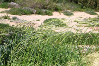 Kuzey İsrail'doğa ve baharda çiçekler resimleri kapat 