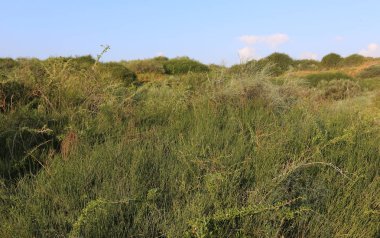 Kuzey İsrail'doğa ve baharda çiçekler resimleri kapat 
