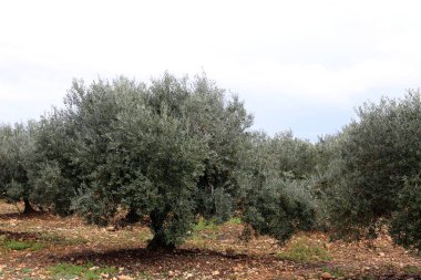 Kuzey İsrail'doğa ve baharda çiçekler resimleri kapat 