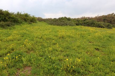 Kuzey İsrail'doğa ve baharda çiçekler resimleri kapat 