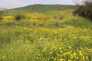 Kuzey İsrail'doğa ve baharda çiçekler resimleri kapat 