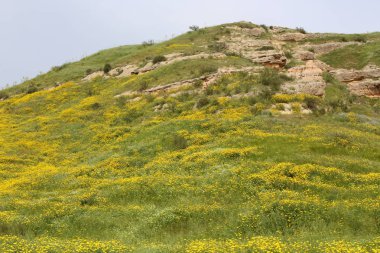 Kuzey İsrail'doğa ve baharda çiçekler resimleri kapat 