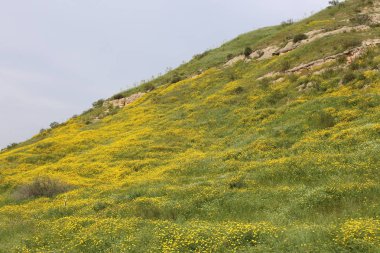 Kuzey İsrail'doğa ve baharda çiçekler resimleri kapat 