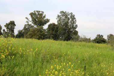 Kuzey İsrail'doğa ve baharda çiçekler resimleri kapat 