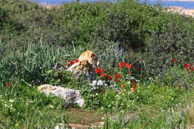 Kuzey İsrail'doğa ve baharda çiçekler resimleri kapat 