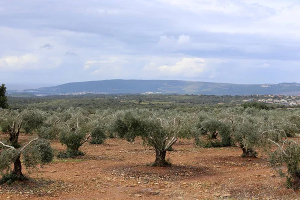 Fotografías Naturaleza Flores Primavera Cerca Norte Israel — Foto de Stock