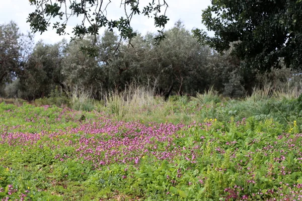 Kuzey İsrail'doğa ve baharda çiçekler resimleri kapat 