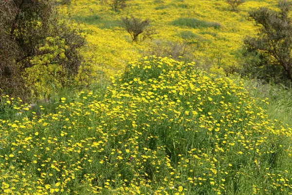 Imagens Natureza Flores Primavera Perto Norte Israel — Fotografia de Stock