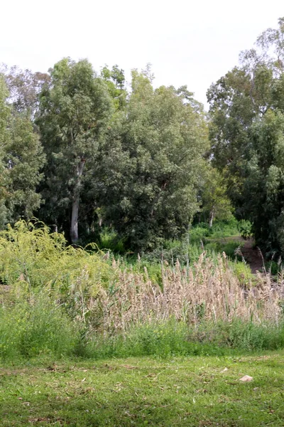 Imagens Natureza Flores Primavera Perto Norte Israel — Fotografia de Stock