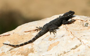 kertenkele büyük kayanın üzerinde oturur ve güneşin altında basks 