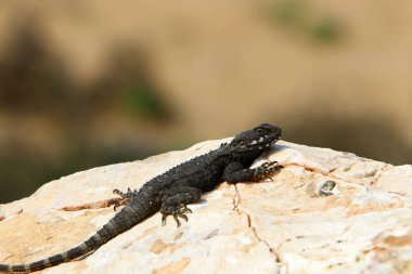 kertenkele büyük kayanın üzerinde oturur ve güneşin altında basks 