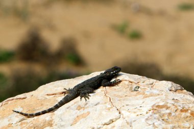 kertenkele büyük kayanın üzerinde oturur ve güneşin altında basks 