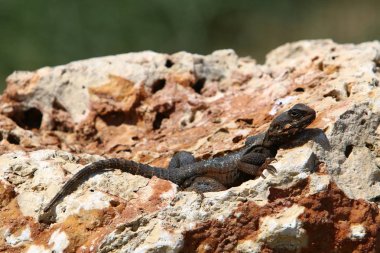 kertenkele büyük kayanın üzerinde oturur ve güneşin altında basks 