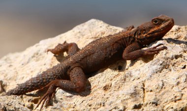 kertenkele büyük kayanın üzerinde oturur ve güneşin altında basks 