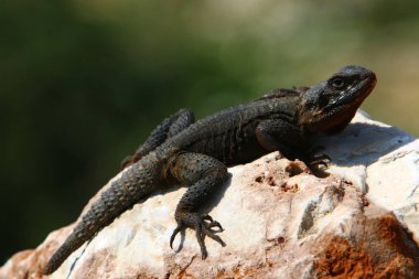 kertenkele büyük kayanın üzerinde oturur ve güneşin altında basks 