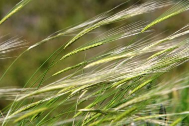 Mısır gevreği kulakları Rüzgar sallıyor 
