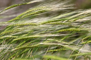 Mısır gevreği kulakları Rüzgar sallıyor 