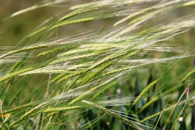 Mısır gevreği kulakları Rüzgar sallıyor 