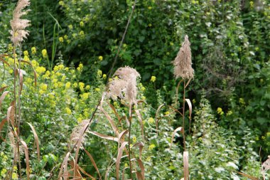 Mısır gevreği kulakları Rüzgar sallıyor 