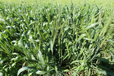 Mısır gevreği kulakları Rüzgar sallıyor 