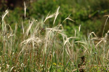 Mısır gevreği kulakları Rüzgar sallıyor 