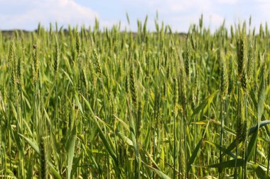 Mısır gevreği kulakları Rüzgar sallıyor 