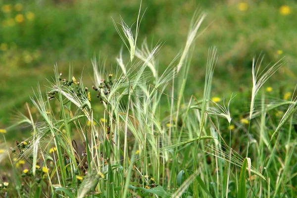 Vinden Skakar Öronen Spannmål — Stockfoto