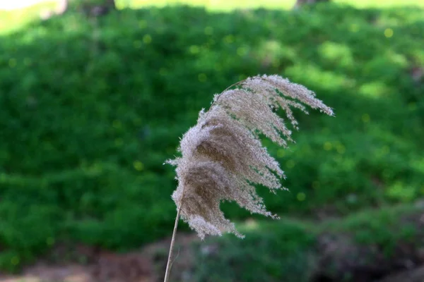 Wind Schudt Oren Van Granen — Stockfoto